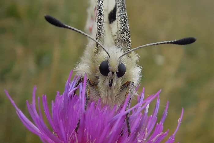 Parnassius apollo